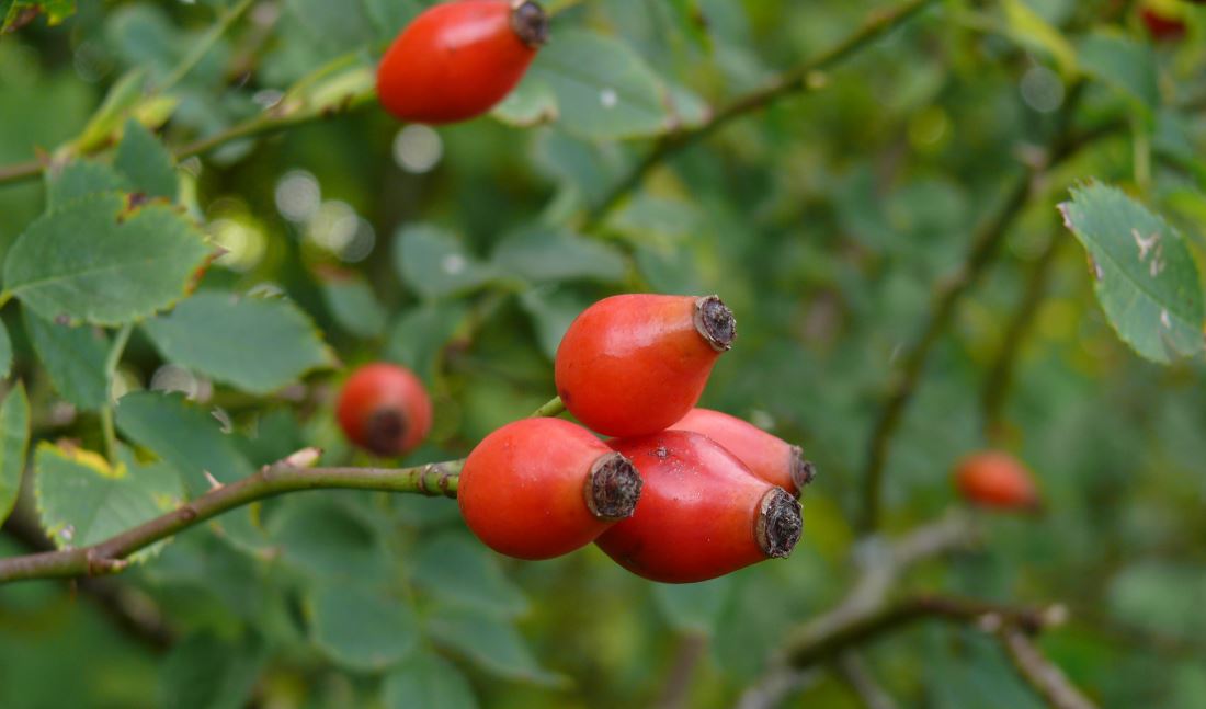 Rote Hagebuttenfrchte