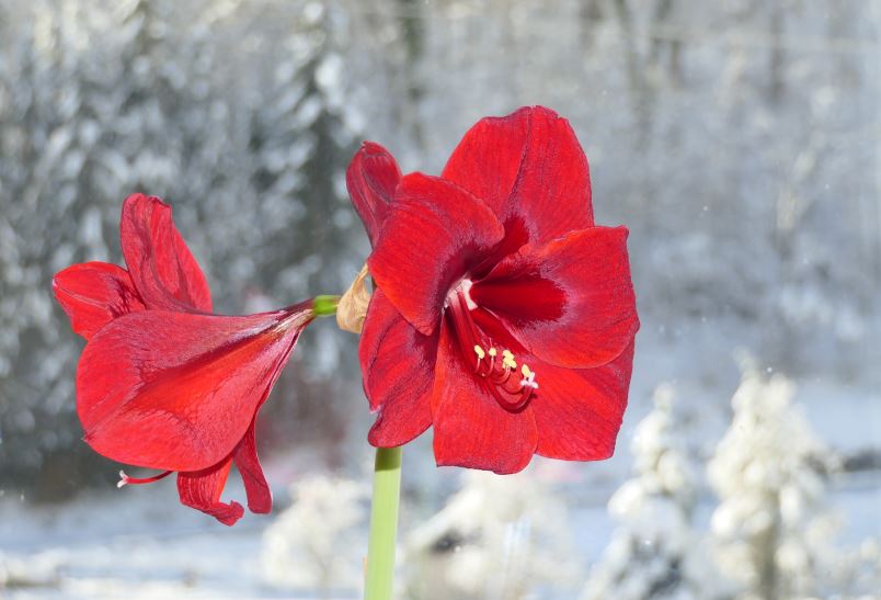 Bl�hender Ritterstern am Fenster mit verschneiter Winterlandschaft im Hintergrund