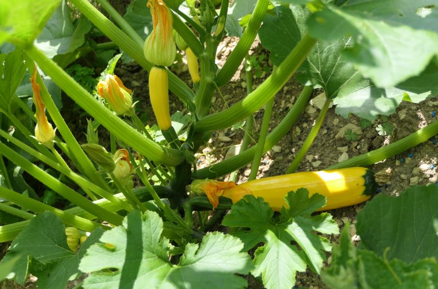 Zucchinipflanze mit Bl�ten und gelben Fr�chten
